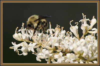 Bee Working