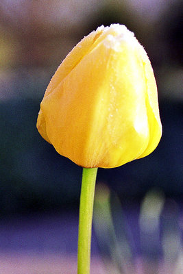 Tulip #1