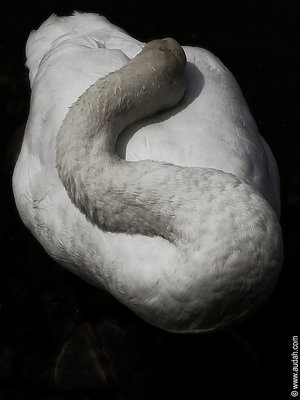 S  4  Swan