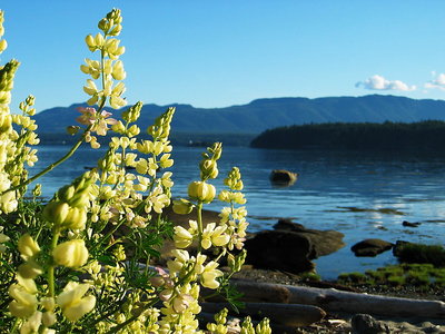 Spring Flowers at Heron Rocks