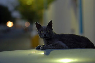 Street Cat..