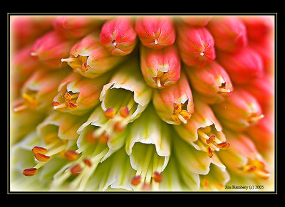 Floral Macro Abstract