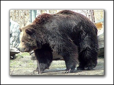 Wow!...A Big Grizzly