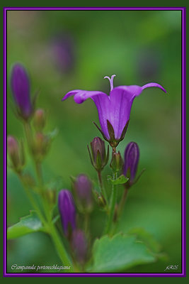 Campanula portenschlagiana