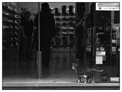 Cat in the shop