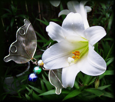 Easter Lily