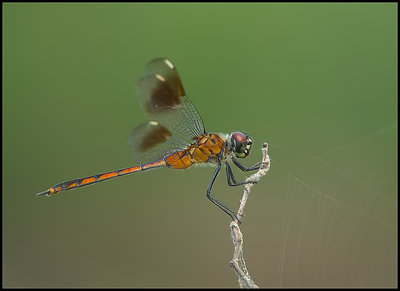 FOUR SPOTTED PENNANT