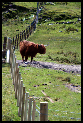 Fenced in