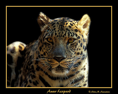 Amur Leopard (s2294)