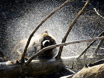 Shower Anyone ?