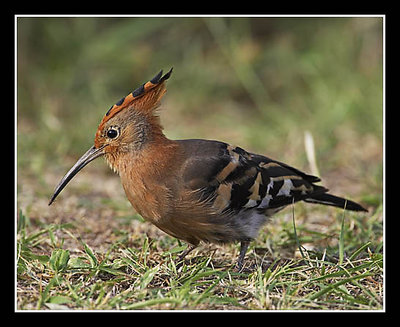 African Hoopoe