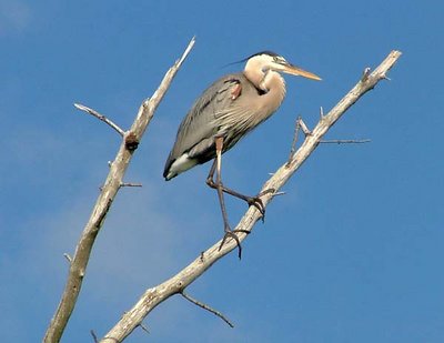 Perched Great Blue Heron