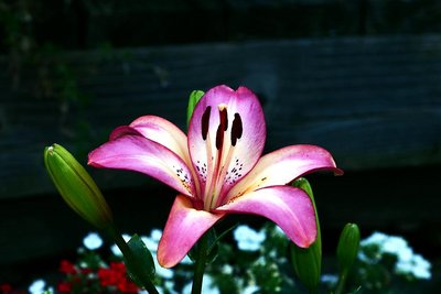 Lily
