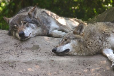 lazy wolves