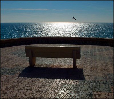 Bench and seagull