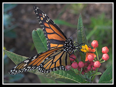 butterfly and plant