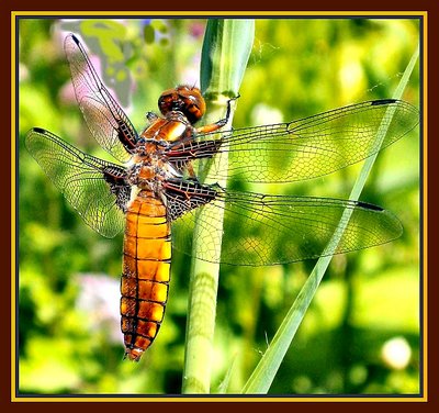 First Dragonfly