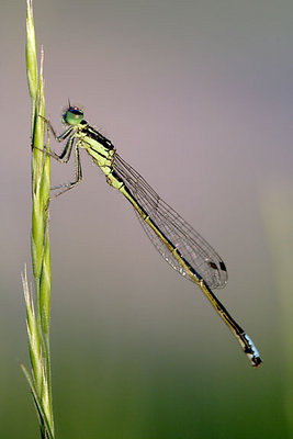 Damselfly