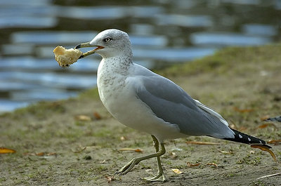 Gull with a tasty morsel