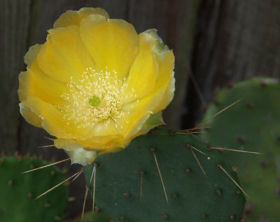 Prickly Pear Cactus Bloom