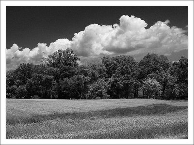 b&w pasture 2