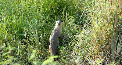 Indian River Otter