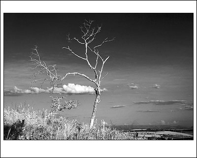 cerrado trees (ii)