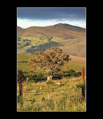 cerrado trees (iii)