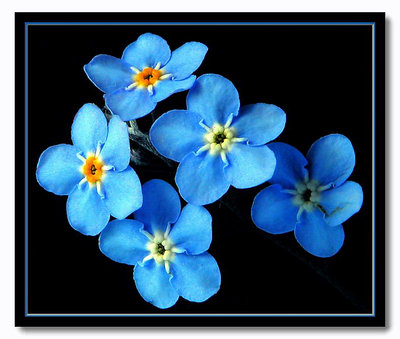 forget me ..forget me not