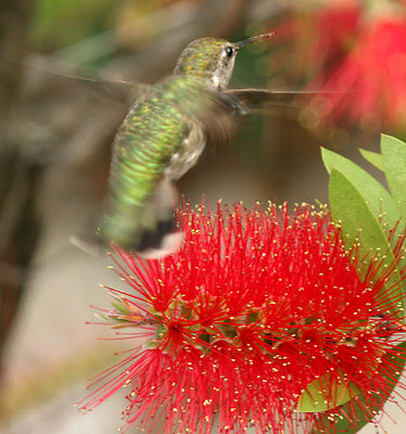 California Hummingbird