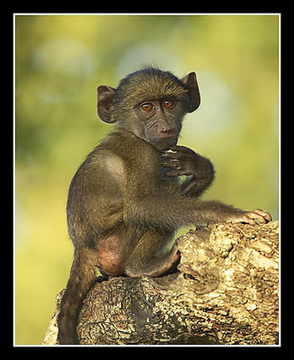 Baby Chacma Baboon