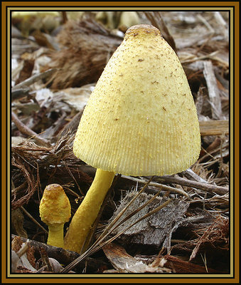 Yellow Fungi.