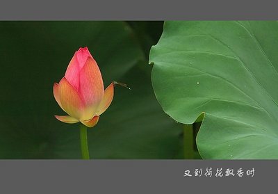 Scent of Lotus