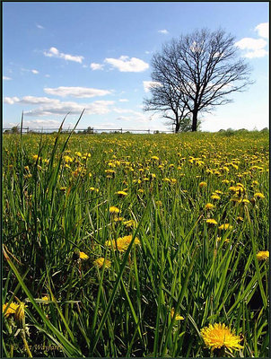 Countryside. Reminiscences 2