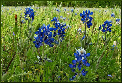 Late Bluebonnets