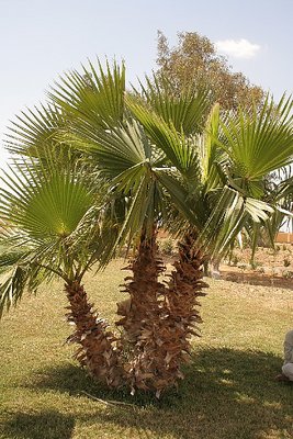 THE PALM IN EGYPT