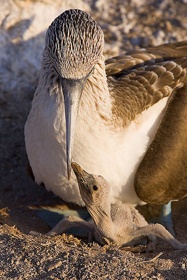 Blue-Footed Booby with Chick