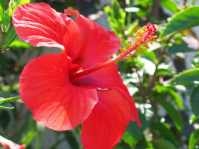 Hibiscus