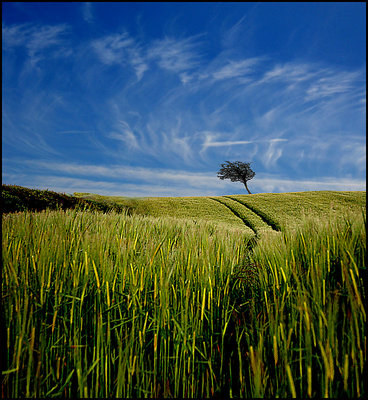 cornfield