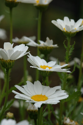 Daisies