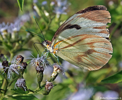 .:: Butterfly (6) ::.