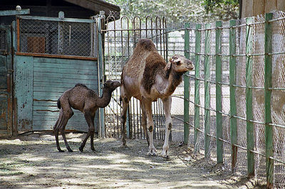 camel baby
