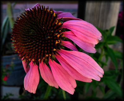 Cone Flower