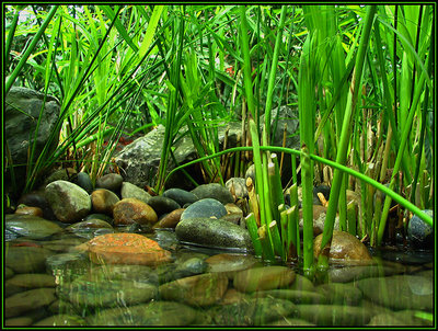 Miniature Bamboo Jungle