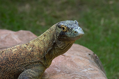 Monitor Lizard