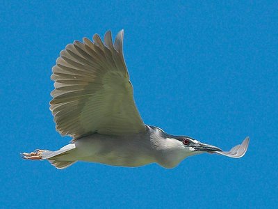 black crowned night heron