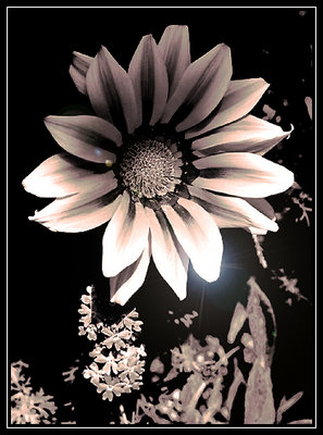 a flower portrait..