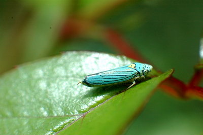 Leafhopper