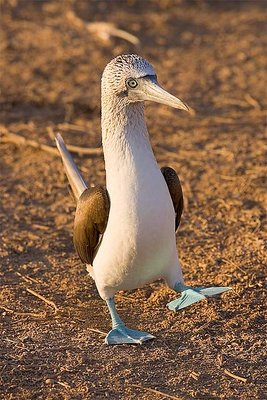 Blue-Footed Booby in Mating Display