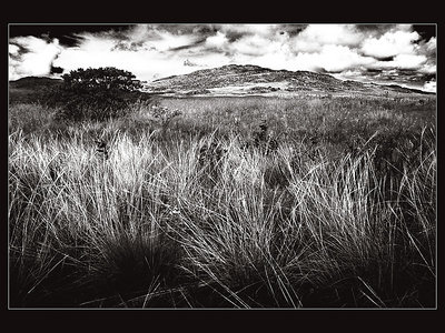 cerrado field (darker)